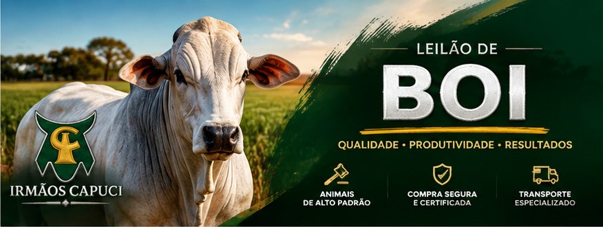 Leilão de Boi